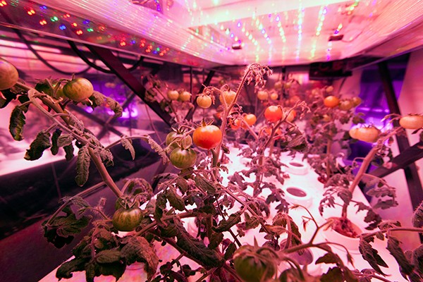 植物照明前景看好，科技巨頭們跨行“種菜”